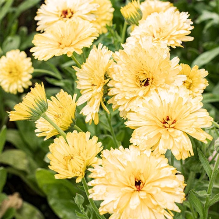 Golden Hills Calendula officinalis Fiesta Gitana Creamy White Flower Seeds