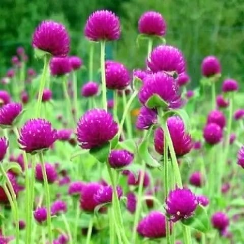 Golden Hills Gomphrena Purple Globe Flower Seeds