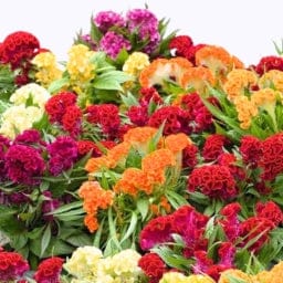 Golden Hills Celosia Cockscomb Dwarf Mix (Cristata Nana) Flower Seeds