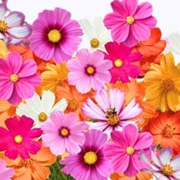 गोल्डन हिल्स कॉस्मोस सेंसेशन मिक्स बौने फूल के बीज