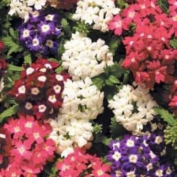 गोल्डन हिल्स वर्बेना आइडल फ्लोरिस्ट मिक्स फूल बीज