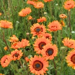 Golden Hills Venedium fastuosum Orange Flower Seeds