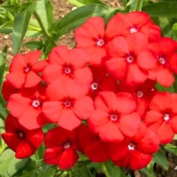 गोल्डन हिल्स फ़्लॉक्स ब्यूटी ड्वार्फ रेड फूल के बीज