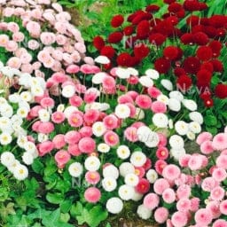 गोल्डन हिल्स डेज़ी डबल पोम्पोनेट मिक्स (बेलिस पेरेनिस) फूल के बीज