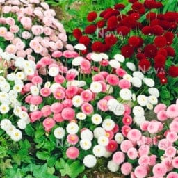 Golden Hills Daisy Double Pomponette Mix (Bellis perennis) Flower Seeds