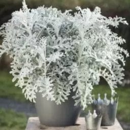 Golden Hills Cineraria maritima Silver Dust Flower Seeds