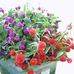 गोल्डन हिल्स गोम्फ्रेना चॉइस मिक्स फूल बीज