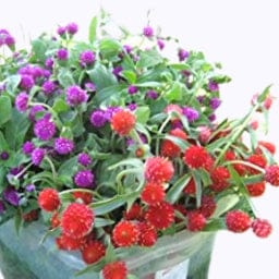 Golden Hills Gomphrena Choice Mix Flower Seeds