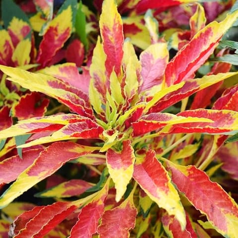 Golden Hills Amaranthus Tricolour Molten fire summer Flower Seeds