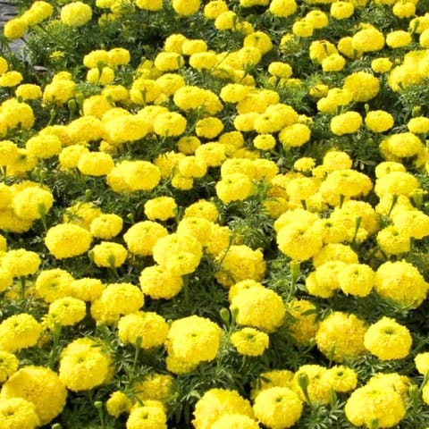 Golden Hills Marigold Dbl Dwarf Yellow F2 Flower Seeds