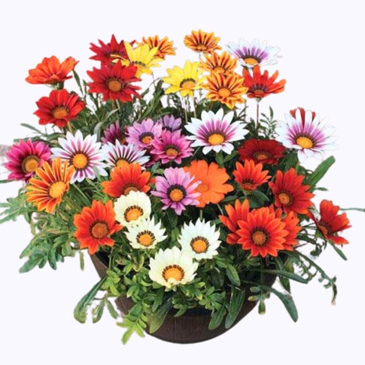 Golden Hills Gazania Star Light Dwarf Flower Seeds