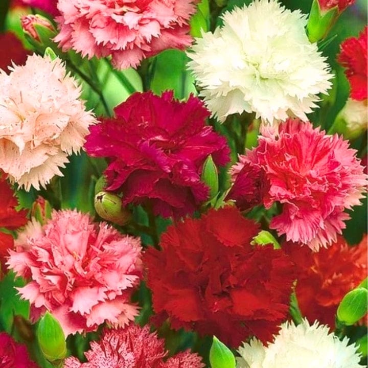 Golden Hills Carnation Mix Flower Seeds