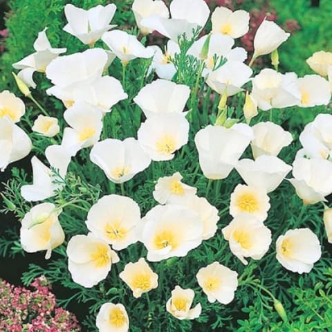 गोल्डन हिल्स कैलिफोर्निया पोपी व्हाइट (एस्चोल्टज़िया) फूल के बीज