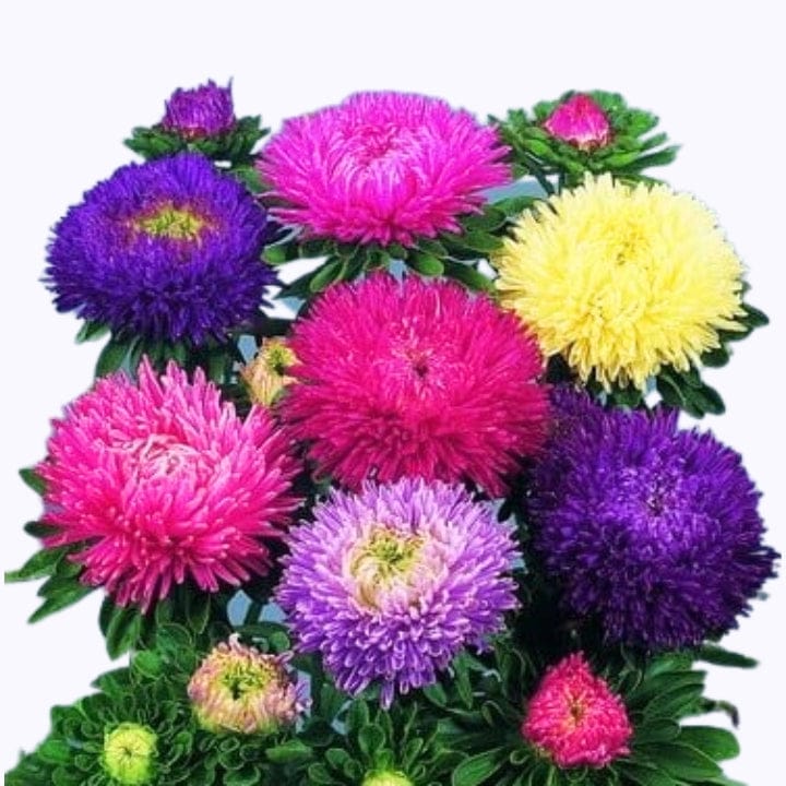 Golden Hills Aster Formula Mix Flower Seeds