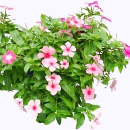 Golden Hills Vinca Rosea First Kiss Blush Dwarf (Sada Bahar) Seeds