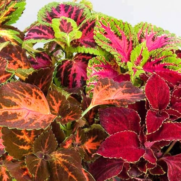 Golden Hills Coleus blumei Rainbow Mix Flower Seeds