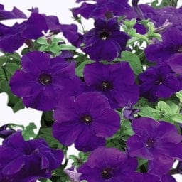 गोल्डन हिल्स पेटुनिया नाना कॉम्पैक्टा ब्लू फूल के बीज
