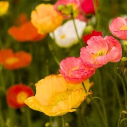 Golden Hills Iceland Poppy Mix Flower Seeds