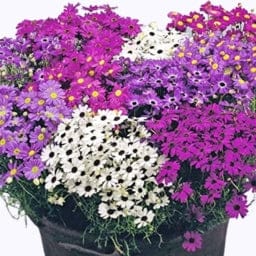 Golden Hills Brachycome Mix Flower Seeds