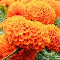 Golden Hills Marigold Orange African Giant Flower Seeds