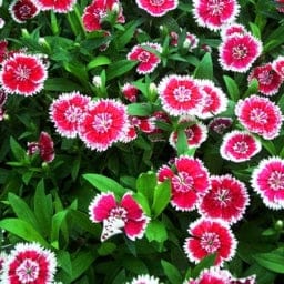 Golden Hills Dianthus Baby Doll Mix Flower Seeds