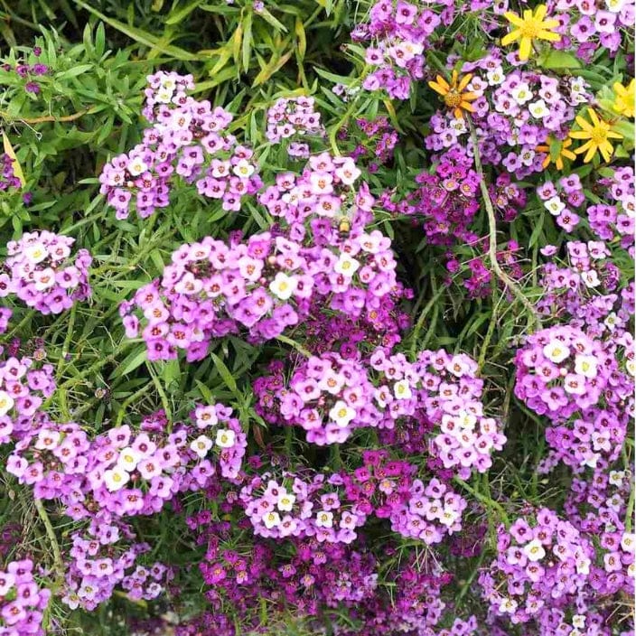 Golden Hills Alysium Royal Carpet Blue Flower Seeds