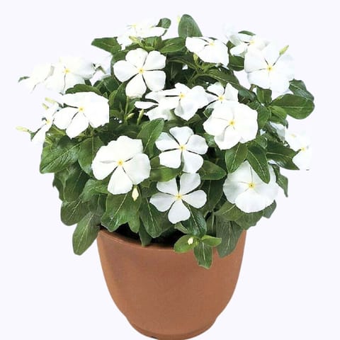 गोल्डन हिल्स विंका मोआना सफेद फूल के बीज