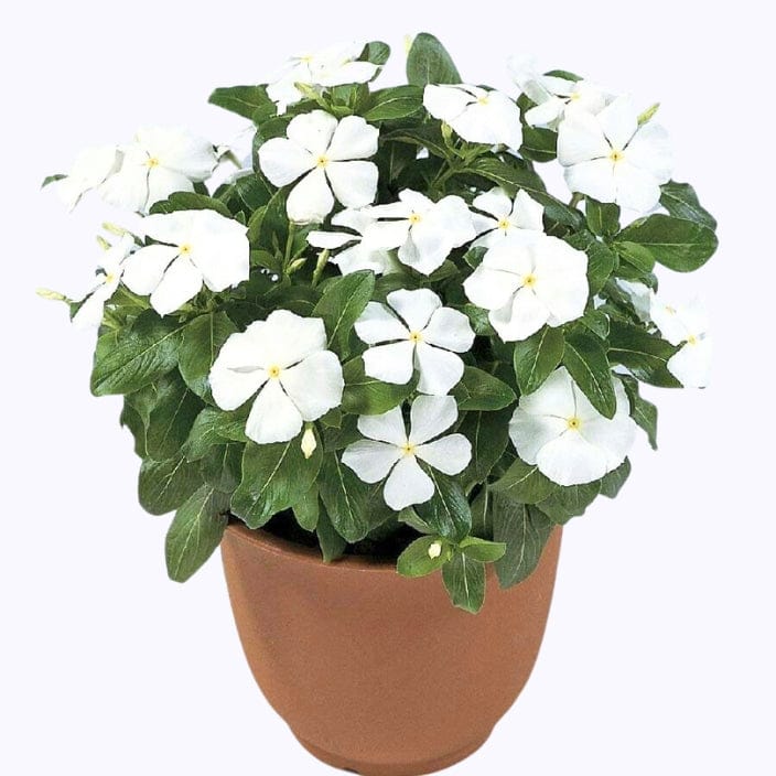 Golden Hills Vinca Moana White Flower Seeds