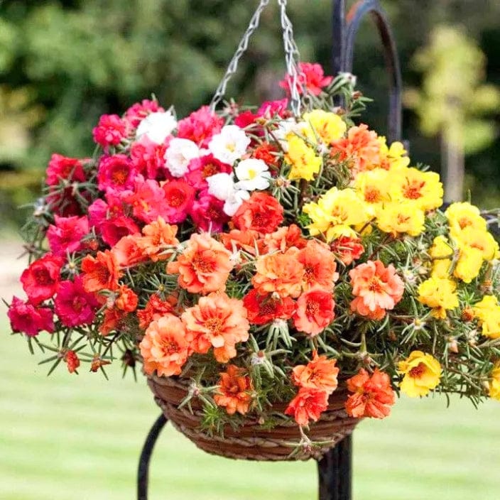 Golden Hills Portulaca grandiflora Double Mix Flower Seeds