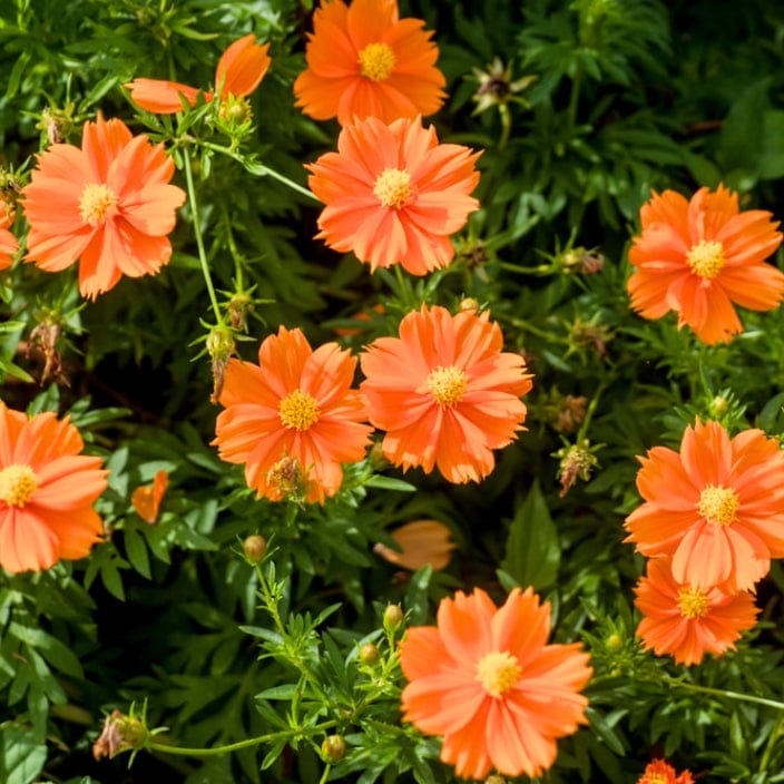 Golden Hills Cosmos Sulphureus Bright Light Orange Flower Seeds