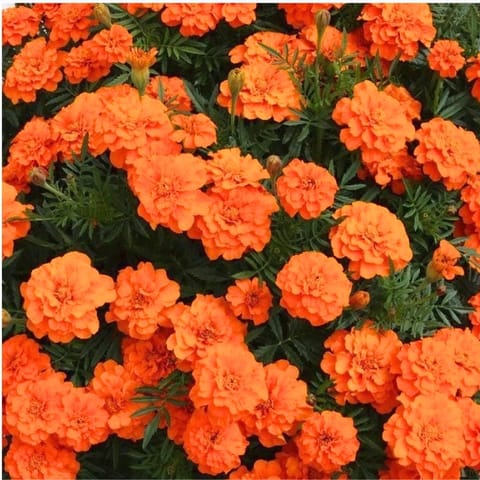 Golden Hills Marigold French Double Orange Flower Seeds