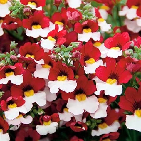 Golden Hills Nemesia Red and White Flower Seeds