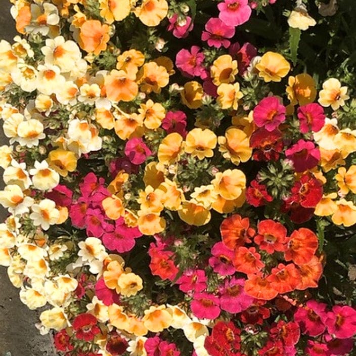 Golden Hills Nemesia Carnival Mix Flower Seeds