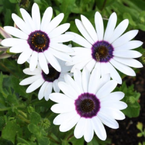 गोल्डन हिल्स डिमोर्फोटेका चमकदार सफेद फूल के बीज