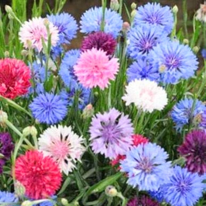 Golden Hills Cornflower Dwarf Polka Dot Mix Flower Seeds