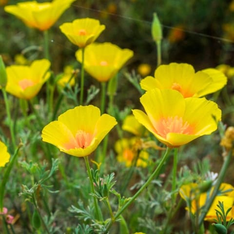 गोल्डन हिल्स कैलिफोर्निया पोस्ता पीले फूल के बीज