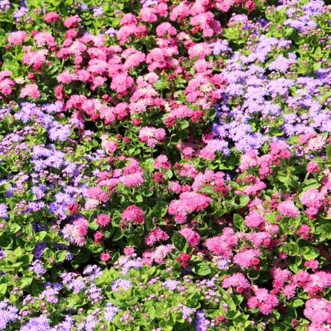 Golden Hills Ageratum Balls Mix Flower Seeds