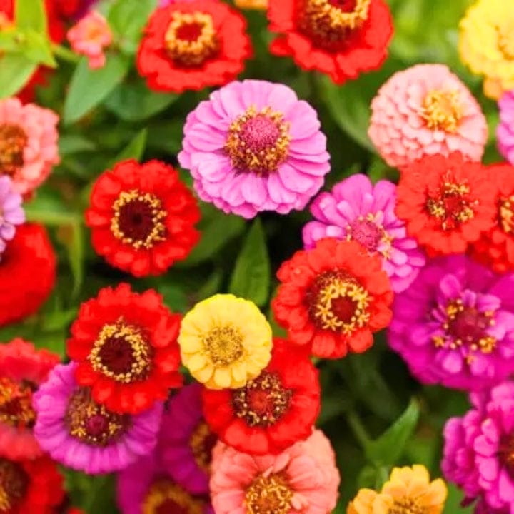 Golden Hills Zinnia Lilliput Mix Flower Seeds