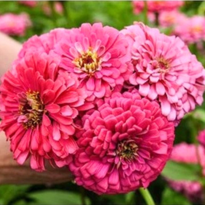 Golden Hills Zinnia Deep Rose Flower Seeds