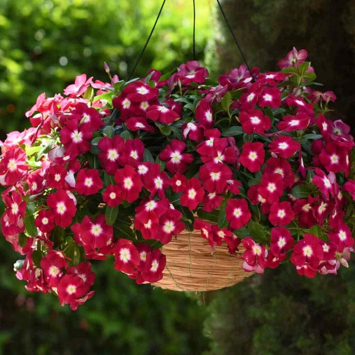 Golden Hills Vinca Dwarf Burgundy with Eye Flower Seeds