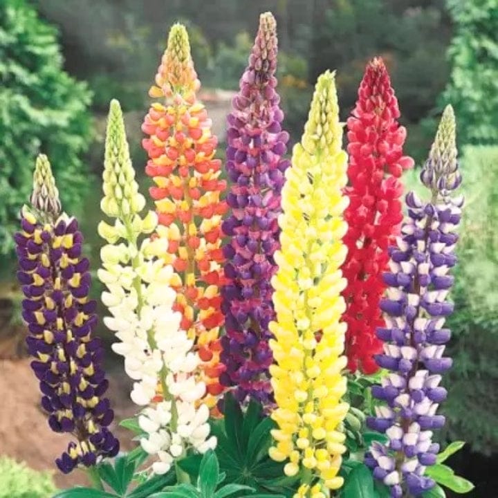 Golden Hills Lupin Hartwegii Giant Tall Mix Flower Seeds