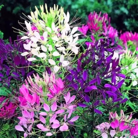 Golden Hills Cleome spinosa Mixed Flower Seeds