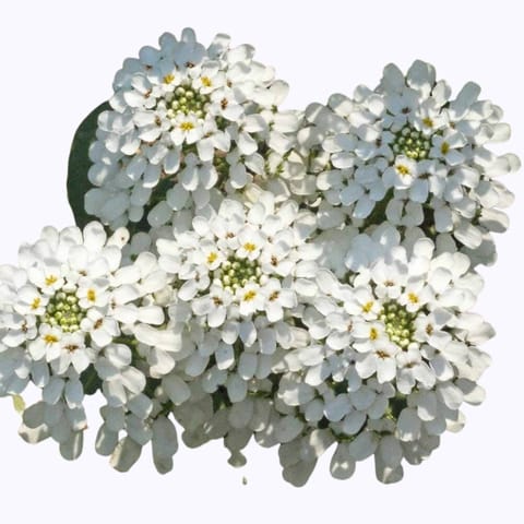 गोल्डन हिल्स कैंडीटफट व्हाइट (इब्रिस) फूल के बीज