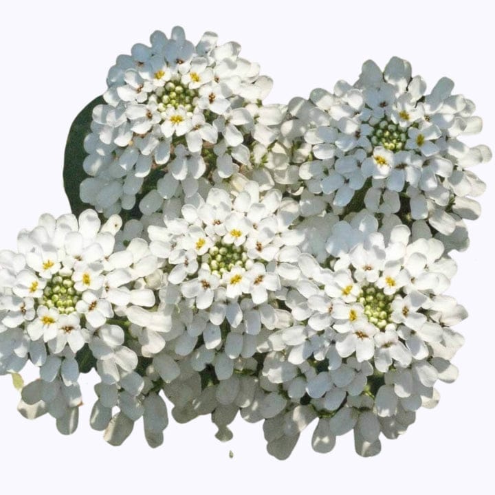 Golden Hills Candytuft White (Ibris) Flower Seeds