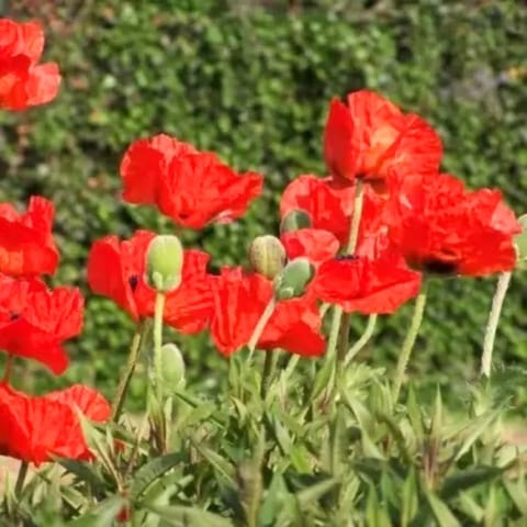 गोल्डन हिल्स कैलिफोर्निया पोपी रेड (एस्चोल्टज़िया) फूल के बीज