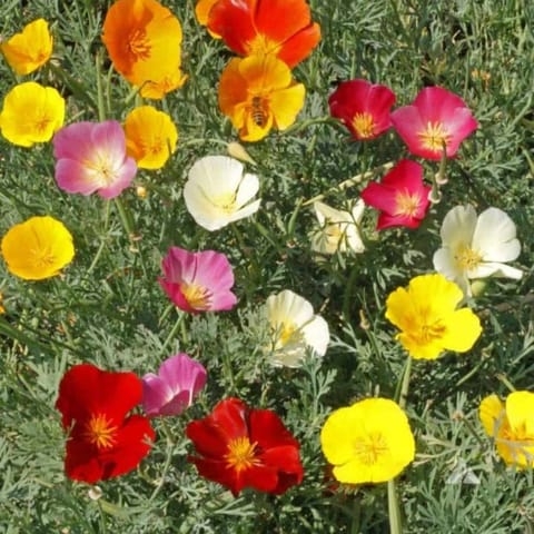 गोल्डन हिल्स कैलिफोर्निया पोपी मिक्स (एस्चोल्टज़िया) फूल के बीज