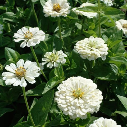 गोल्डन हिल्स ज़िननिया एलिगेंस डाहलिया सफेद फूल वाले ध्रुवीय भालू फूल के बीज