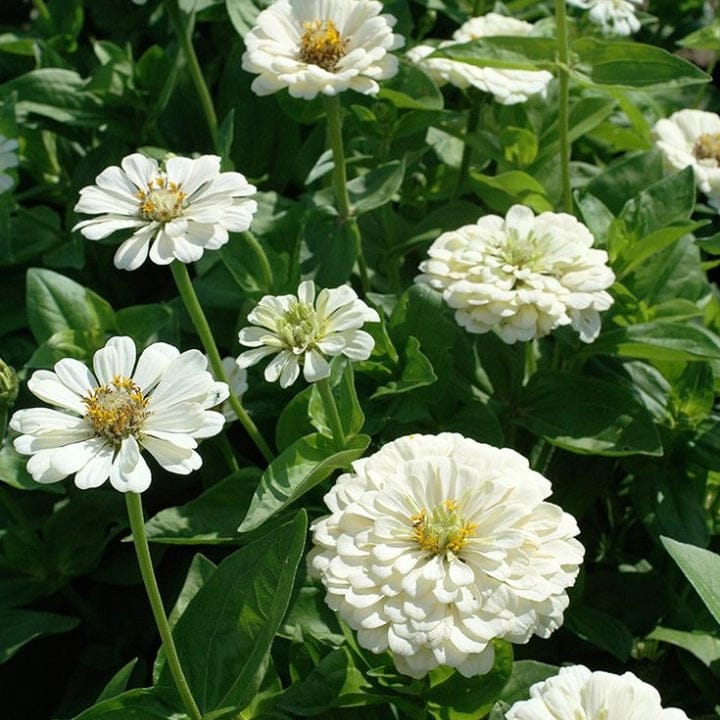 Golden Hills Zinnia elegance Dahlia White Flowered Polar Bear Flower Seeds