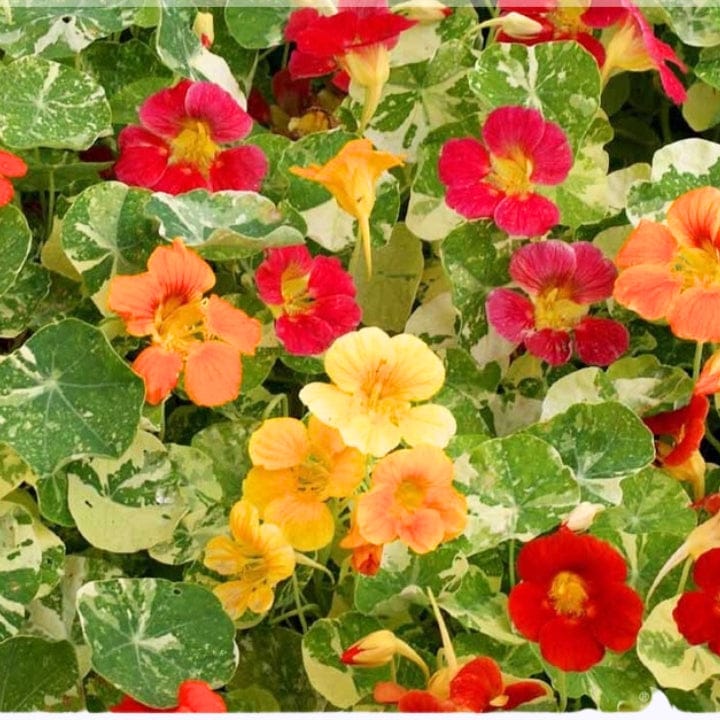 Golden Hills Nasturtium Variegated Mix Flower Seeds