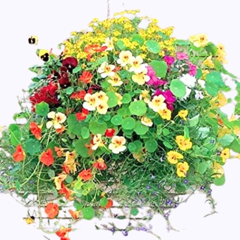 Golden Hills Nasturtium Jewel of Africa Mix Flower Seeds